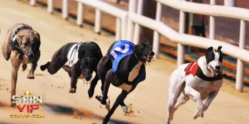 Bí kíp cá cược đua chó dễ thắng cho người mới