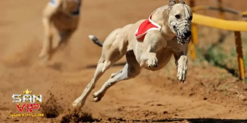 Cá cược đua chó là gì?